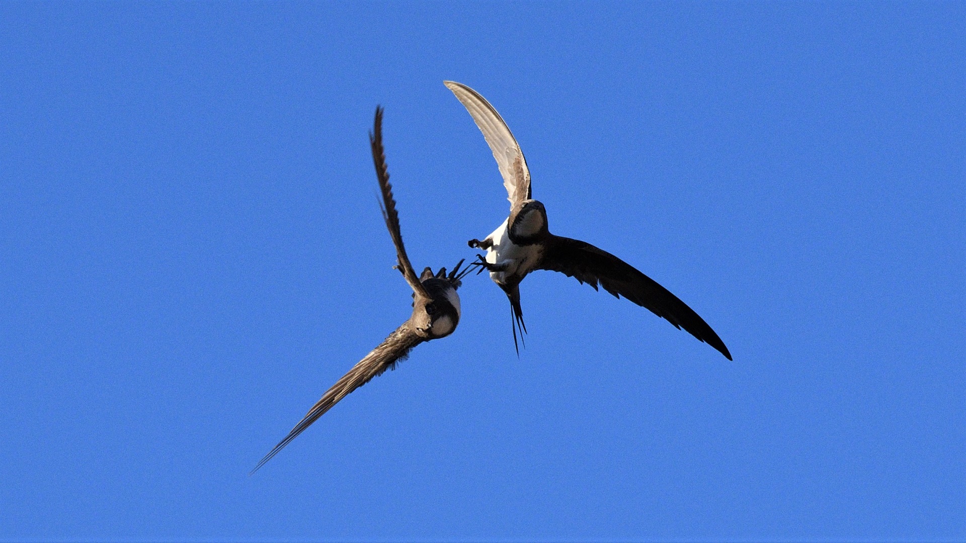 Alpine Swift